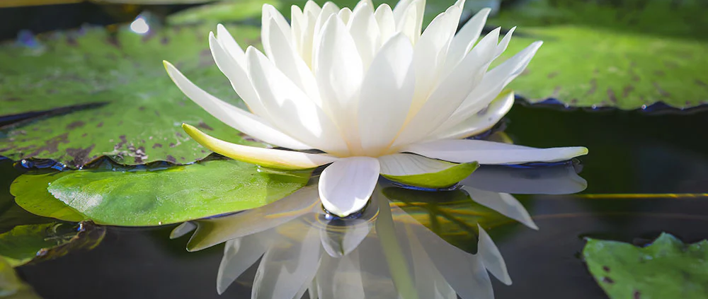 White Lotus