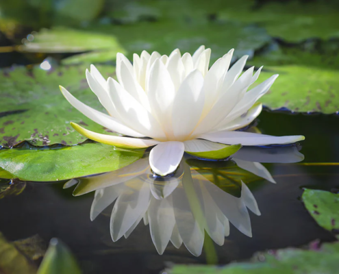 White Lotus