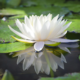 White Lotus