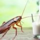 Cockroach Milk
