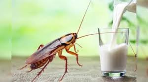 Cockroach Milk